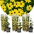 Thunbergia alata Lemon Star - x3 - Climbing plant - ø9cm - Height 25-40cm