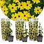 Thunbergia 'Lemon Star' - Set de 3 plantes - Pot 9cm - Hauteur 25-40cm