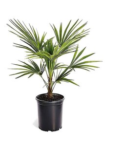 Trachycarpus Fortunei - Fan palm tree - Pot 15 cm - Height 35-45 cm