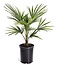 Trachycarpus Fortunei - Fan palm tree - ø15cm - Height 35-45 cm