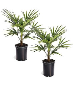 Trachycarpus Fortunei - Set of 2 - Fan palm tree - ø15cm - Height 35-45cm