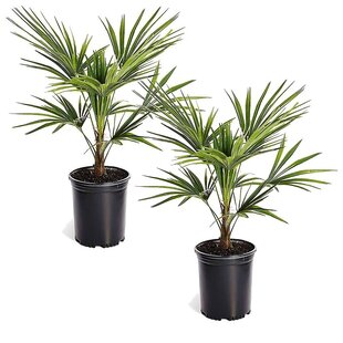 Trachycarpus Fortunei - Set of 2 - Fan palm tree - ø15cm - Height 35-45cm