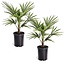 Trachycarpus Fortunei - Set di 2 - Palma a ventaglio - ⌀15cm - Altezza 35-45cm