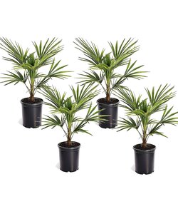 Hørpalme Trachycarpus Fortunei - Sæt med 4 - Viftepalme - ⌀15cm - Højde 35-45cm