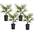 Trachycarpus Fortunei - Set di 4 - Palma a ventaglio - ⌀15cm - Altezza 35-45cm