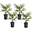 Trachycarpus Fortunei - Set di 4 - Palma a ventaglio - ⌀15cm - Altezza 35-45cm