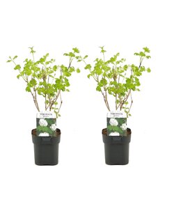 Viburnum opulus 'Roseum' - Snowball - Set of 2 - ø17cm - Height 25-40cm