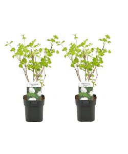 Viburnum Snebollebusk - Sæt med 2 - Haveplante - Busk - ø17cm - Højde 25-40cm