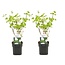 Viburnum opulus Roseum - Set de 2 - Viorne obier - Pot 17cm - Hauteur 25-40cm