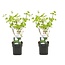 Viburnum opulus 'Roseum' - Snowball - Set of 2 - ø17cm - Height 25-40cm