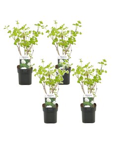 Kalina opulus 'Roseum' - Vibernum Snowball - 4 sztuk - ⌀17cm - 25-40cm