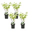 Viburnum opulus Roseum - Set de 4 - Viorne obier - Pot 17cm - Hauteur 25-40cm