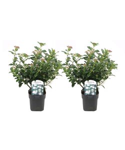 Viburnum Tinus - 2er Set - Schneeball - Topf 17cm - Höhe 25-40cm