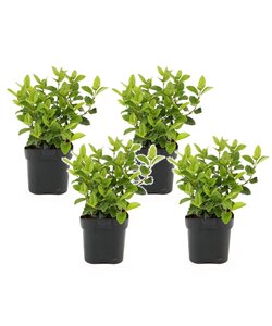 Viburnum Tinus - Set de 4 - Véritable laurier - Pot 17cm - Hauteur 25-40cm