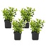 Viburnum Tinus - Set of 4 - Snowball - ø17cm - Height 25-40 cm