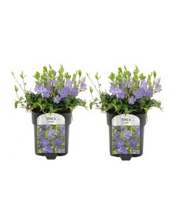 Vinca Minor - Set of 2 - Common Periwinkle - Pot 17cm - Height 25-40 cm