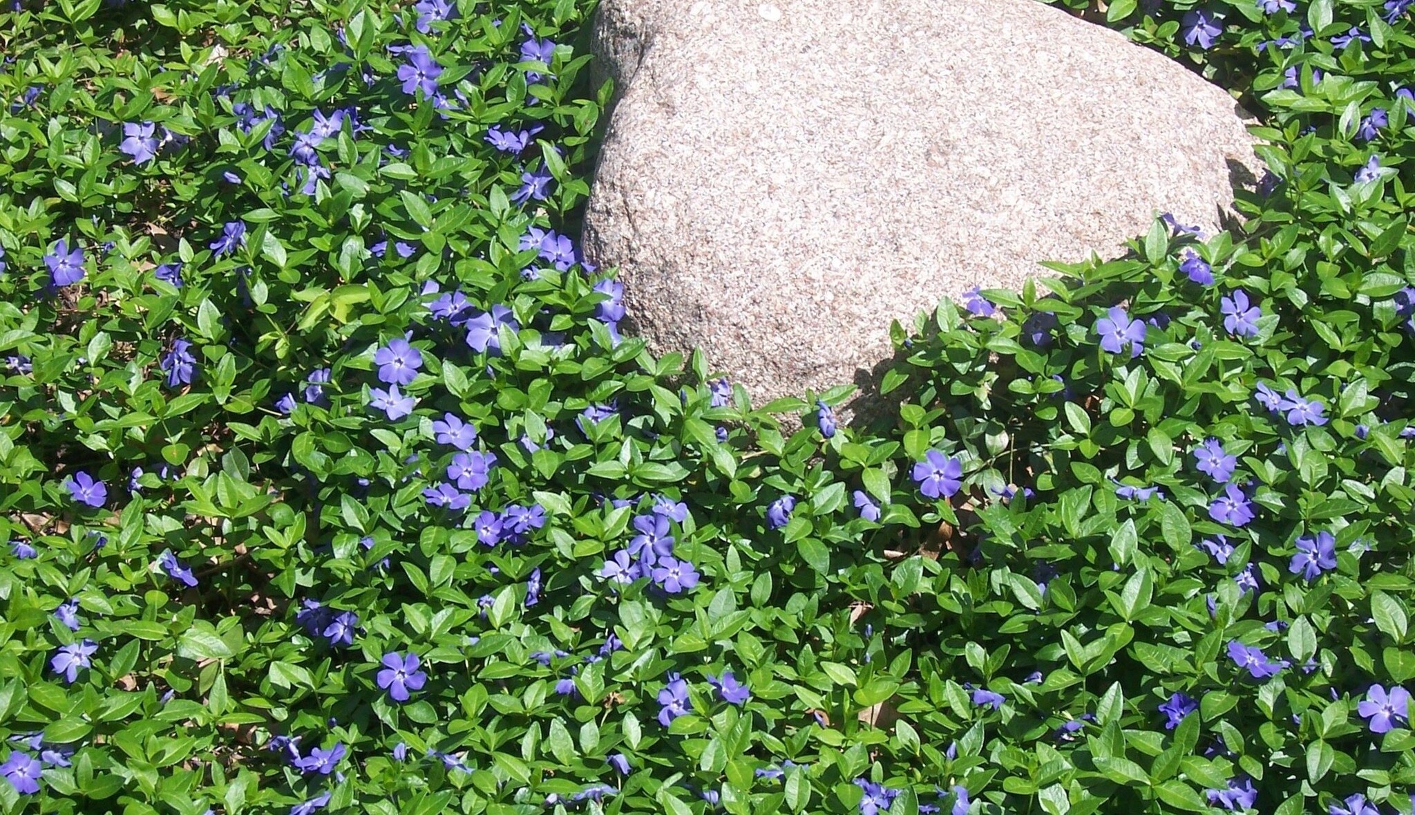Pervinca Vinca Major In Vaso ø9 Cm - Pianta Tappezzante Per Giardino E Balcone - Foto 2