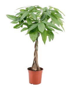 Pachira aquatica 'Money Tree' - Houseplant - ø17cm - Height 60 cm