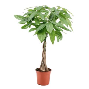 Pachira Aquatica - Geldbaum - Glückskastanie - Topf 17cm - Höhe 60-70cm