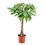 Pachira aquatica 'Money Tree' - Houseplant - ø17cm - Height 60 cm