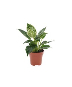 Philodendron 'White Wave' - Houseplant - Pot 12 cm - Height 25 cm