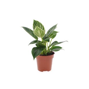 Philodendron 'weiße Welle' - Topf 12cm - Höhe 25-40cm