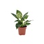 Philodendron 'Vague blanche' - Pot 12cm - Hauteur 20-30cm