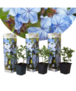 Plumbago auriculata - 3er Set - Bleiwurz - Topf 9cm - Höhe 25-40cm