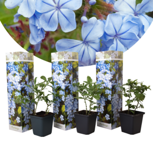 Plumbago auriculata 'Cape Leadwort' - Set of 3 - ø9cm - Height 25-40cm