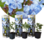 Plumbago auriculata Plumbago auriculata - 3er Set - Bleiwurz - Topf 9cm - Höhe 25-40cm