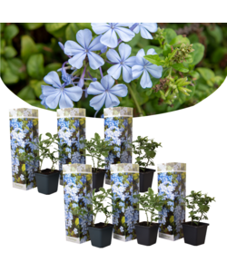 Plumbago auriculata - Juego de 6 - floración grumosa - ⌀9 cm - Altura 25-40cm