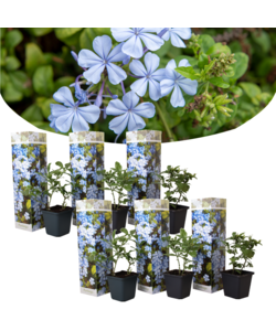 Plumbago auriculata - Set de 6 - Grimpante fleurie - Pot 9cm - Hauteur 25-40cm