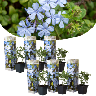 Plumbago auriculata - 6er Set - Bleiwurz - Topf 9cm - Höhe 25-40cm