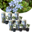 Plumbago auriculata Plumbago auriculata - 6er Set - Bleiwurz - Topf 9cm - Höhe 25-40cm