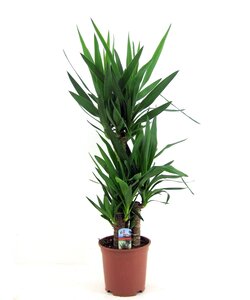 Yucca Elephantipes - Pot 21cm - Hauteur 70-80cm