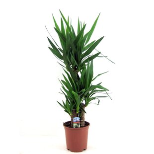 Yucca Elephantipes - Palmlelie - Kamerpalm - Pot 21cm - Hoogte 70-80cm