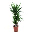 Yucca Elephantipes - Palmlelie - Kamerpalm - Pot 21cm - Hoogte 70-80cm