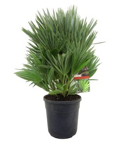 Chamaerops Humilis 'Vulcano' - Maceta 24cm - Altura 55-65cm