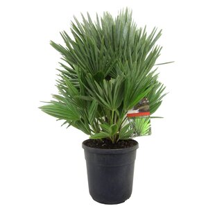 Chamaerops 'Vulcano' - Hardy Dwarf Palm - ø24cm - Height 55-65 cm