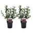 Weigela florida 'Nana Purpurea' - Set de 2 - Pot 17cm - Hauteur 25-40cm