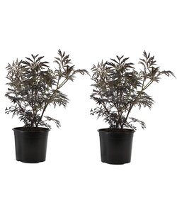 Sambucus nigra 'Black Lace' - Set of 2 - ø17cm - Height 25-40 cm