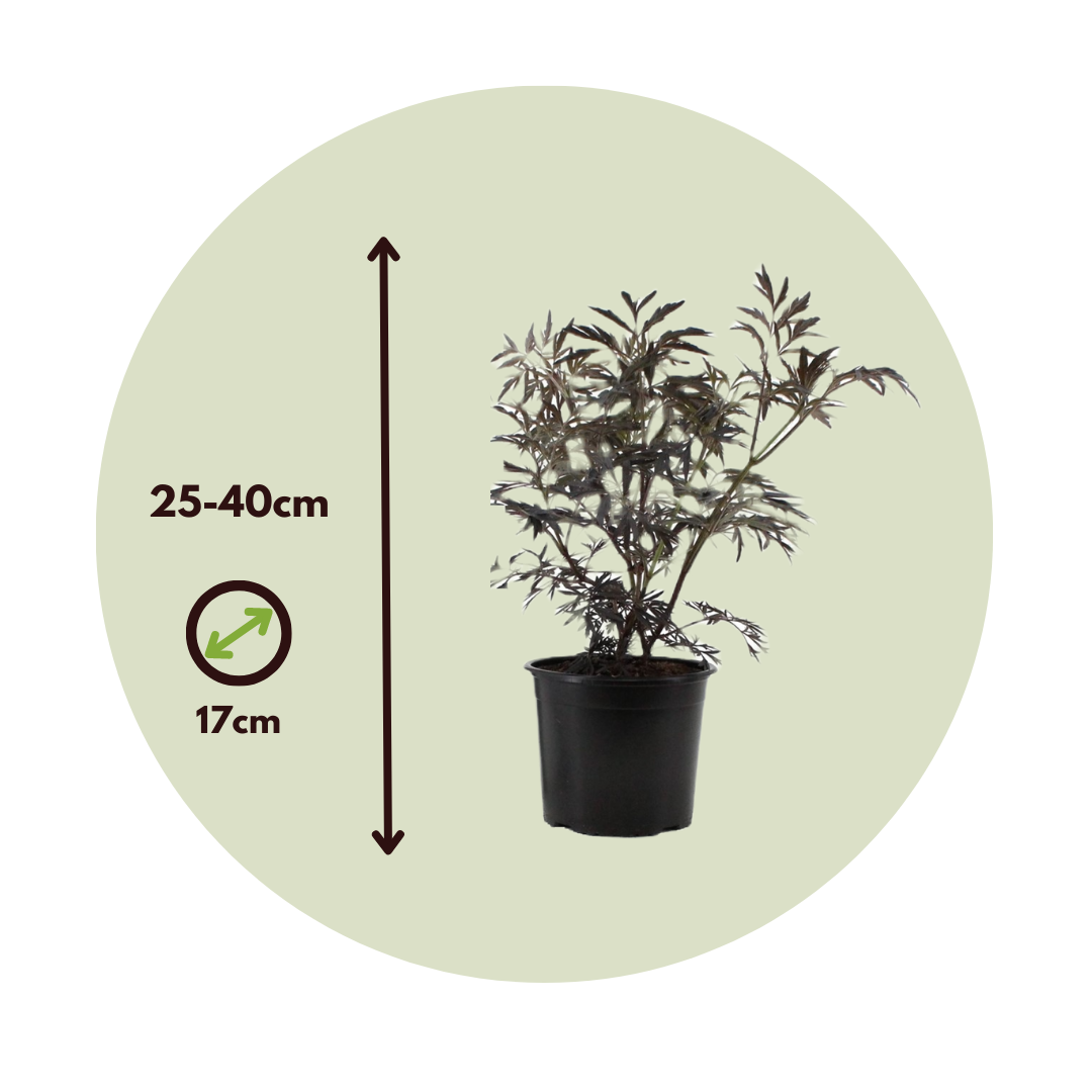 Sambucus nigra 'Black Lace' - Set of 2 - Pot 17 cm - Height 25-40 cm