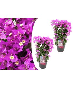 Bougainvillea 'Alexandra' - 2er Set - Kletterpflanze - Topf 17cm - Höhe 50-60cm