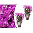 Bougainvillea 'Alexandra' - Set de 2 - Violet - Pot 17cm - Hauteur 50-60cm