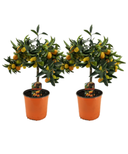 Citrus Kumquat - 2er Set - Zitronenbaum winterhart - Topf 19cm - Höhe 50-60cm
