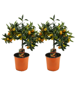 Citrus Kumquat - Set of 2 - Lemon tree hardy - ø19cm - Height 50-60cm