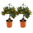 Citrus Kumquat - 2er Set - Zitronenbaum winterhart - Topf 19cm - Höhe 50-60cm