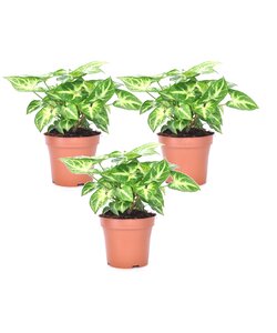 Syngonium 'Pixie' - Set van 3 - Pijlpuntplant - Pot 12cm - Hoogte 25-40cm