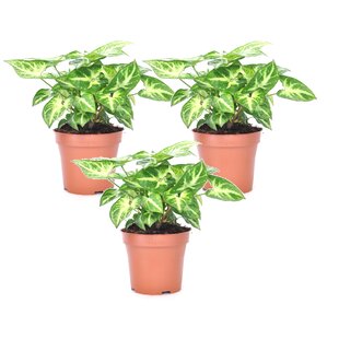 Syngonium 'Pixie' - Set van 3 - Pijlpuntplant - Pot 12cm - Hoogte 25-40cm