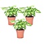 Syngonium 'Pixie' - Arrowhead Plant - Set of 3 - ø12cm - Height 25-40cm